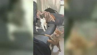 小雅姐姐爆料视频,幕后真相大曝光 第1张 小雅姐姐爆料视频,幕后真相大曝光 第1张